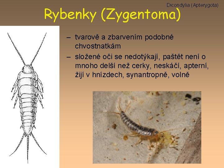 Dicondylia (Apterygota) Rybenky (Zygentoma) – tvarově a zbarvením podobné chvostnatkám – složené oči se