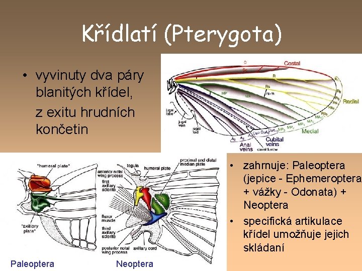 Křídlatí (Pterygota) • vyvinuty dva páry blanitých křídel, z exitu hrudních končetin • zahrnuje: