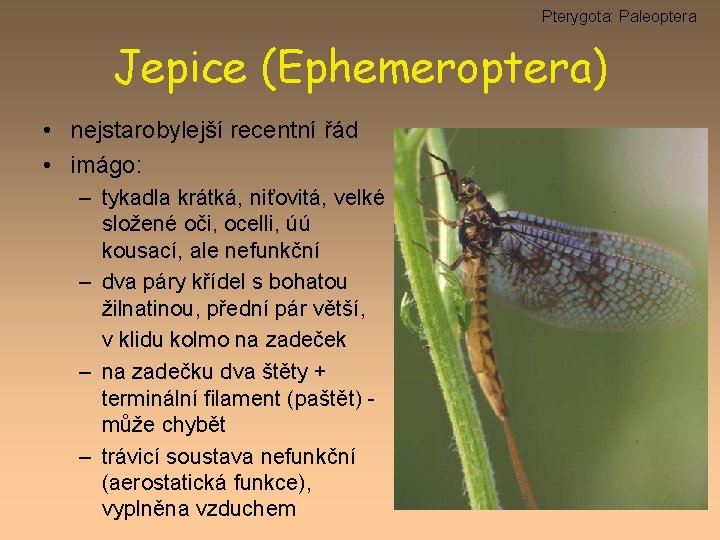 Pterygota: Paleoptera Jepice (Ephemeroptera) • nejstarobylejší recentní řád • imágo: – tykadla krátká, niťovitá,