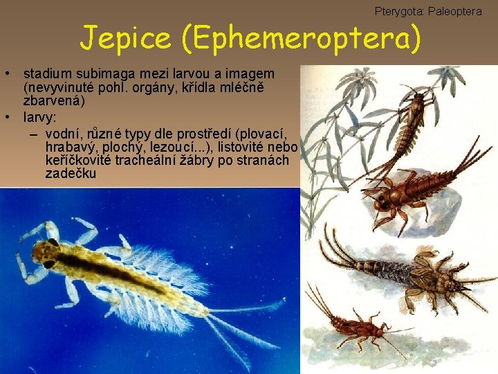 Pterygota: Paleoptera Jepice (Ephemeroptera) • stadium subimaga mezi larvou a imagem (nevyvinuté pohl. orgány,