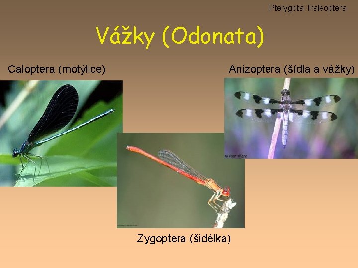 Pterygota: Paleoptera Vážky (Odonata) Caloptera (motýlice) Anizoptera (šídla a vážky) Zygoptera (šidélka) 