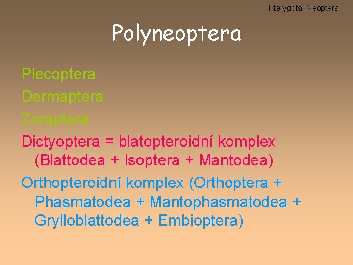 Pterygota: Neoptera Polyneoptera Plecoptera Dermaptera Zoraptera Dictyoptera = blatopteroidní komplex (Blattodea + Isoptera +