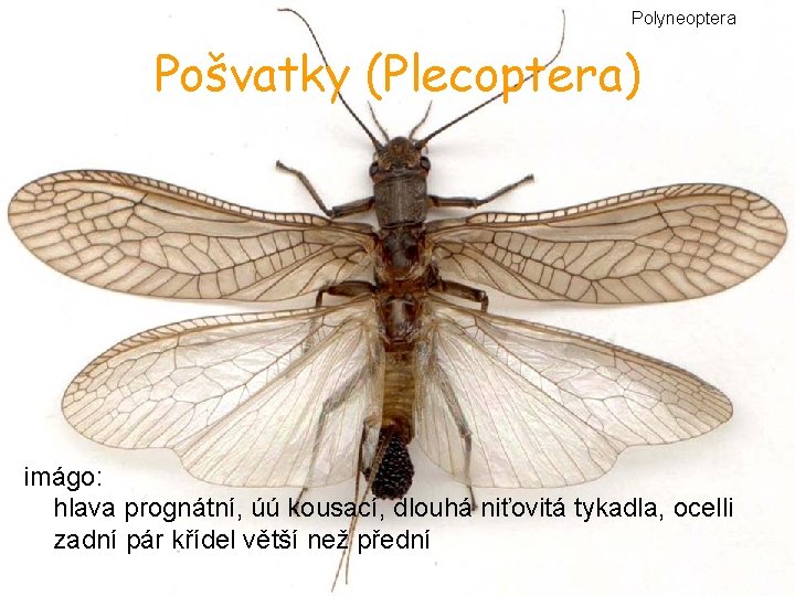 Polyneoptera Pošvatky (Plecoptera) imágo: hlava prognátní, úú kousací, dlouhá niťovitá tykadla, ocelli zadní pár