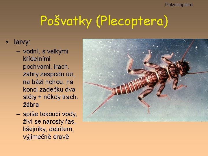 Polyneoptera Pošvatky (Plecoptera) • larvy: – vodní, s velkými křídelními pochvami, trach. žábry zespodu