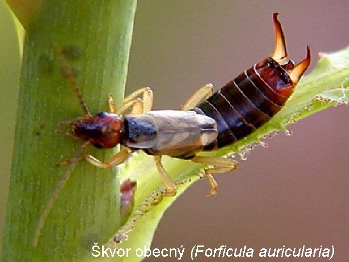 Škvor obecný (Forficula auricularia) 