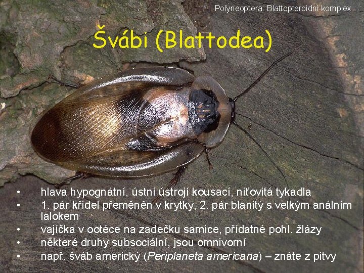 Polyneoptera: Blattopteroidní komplex Švábi (Blattodea) • • • hlava hypognátní, ústní ústrojí kousací, niťovitá