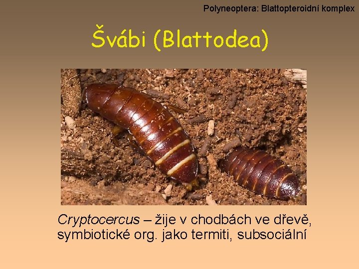 Polyneoptera: Blattopteroidní komplex Švábi (Blattodea) Cryptocercus – žije v chodbách ve dřevě, symbiotické org.