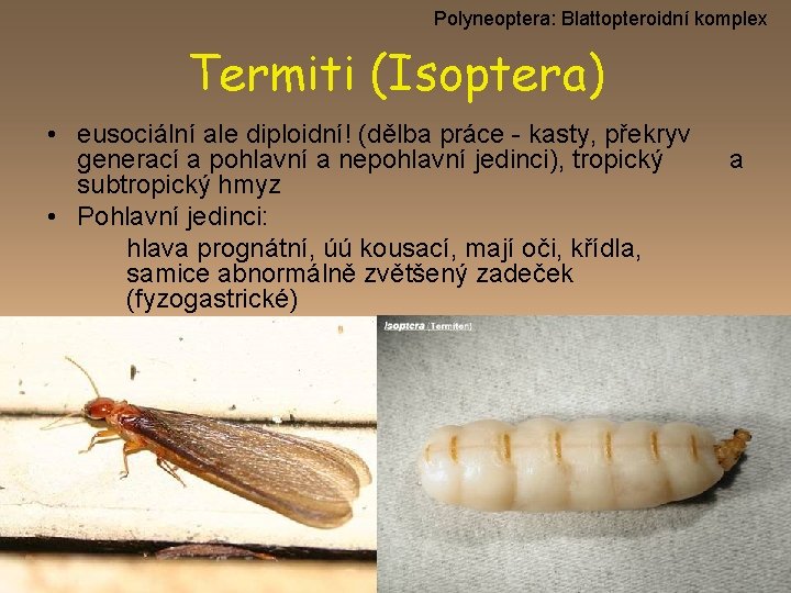 Polyneoptera: Blattopteroidní komplex Termiti (Isoptera) • eusociální ale diploidní! (dělba práce - kasty, překryv