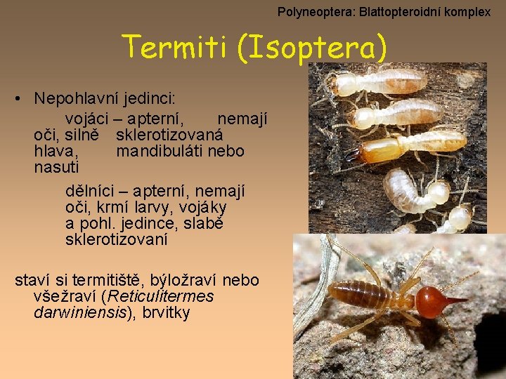 Polyneoptera: Blattopteroidní komplex Termiti (Isoptera) • Nepohlavní jedinci: vojáci – apterní, nemají oči, silně