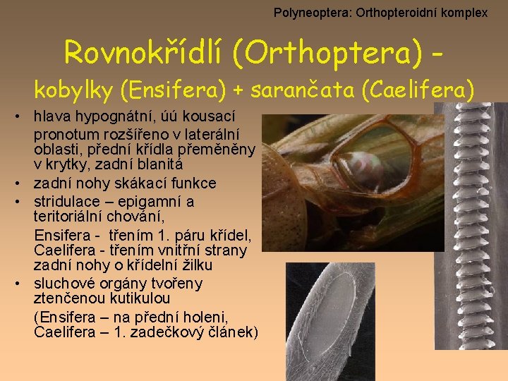 Polyneoptera: Orthopteroidní komplex Rovnokřídlí (Orthoptera) kobylky (Ensifera) + sarančata (Caelifera) • hlava hypognátní, úú