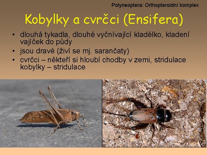 Polyneoptera: Orthopteroidní komplex Kobylky a cvrčci (Ensifera) • dlouhá tykadla, dlouhé vyčnívající kladélko, kladení