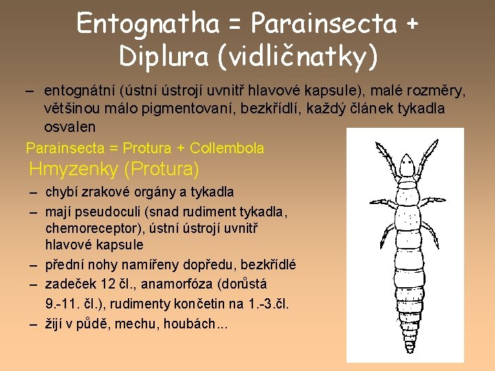 Entognatha = Parainsecta + Diplura (vidličnatky) – entognátní (ústní ústrojí uvnitř hlavové kapsule), malé
