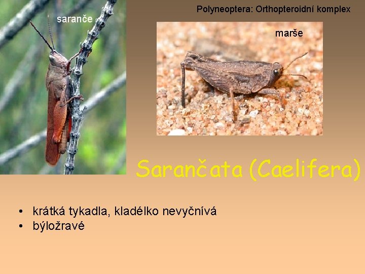 saranče Polyneoptera: Orthopteroidní komplex marše Sarančata (Caelifera) • krátká tykadla, kladélko nevyčnívá • býložravé