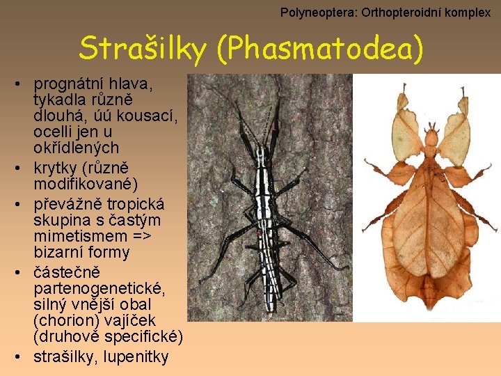 Polyneoptera: Orthopteroidní komplex Strašilky (Phasmatodea) • prognátní hlava, tykadla různě dlouhá, úú kousací, ocelli