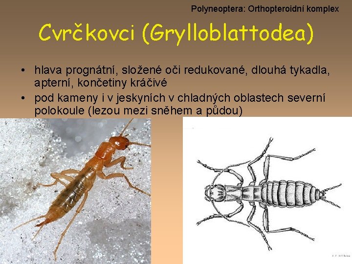 Polyneoptera: Orthopteroidní komplex Cvrčkovci (Grylloblattodea) • hlava prognátní, složené oči redukované, dlouhá tykadla, apterní,