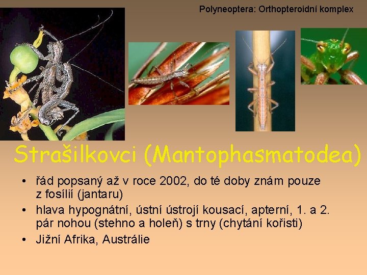 Polyneoptera: Orthopteroidní komplex Strašilkovci (Mantophasmatodea) • řád popsaný až v roce 2002, do té