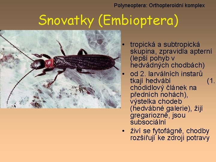 Polyneoptera: Orthopteroidní komplex Snovatky (Embioptera) • tropická a subtropická skupina, zpravidla apterní (lepší pohyb