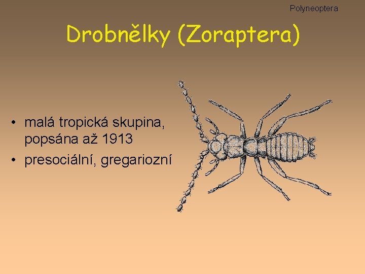 Polyneoptera Drobnělky (Zoraptera) • malá tropická skupina, popsána až 1913 • presociální, gregariozní 