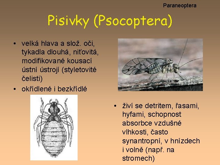 Paraneoptera Pisivky (Psocoptera) • velká hlava a slož. oči, tykadla dlouhá, niťovitá, modifikované kousací