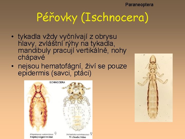 Paraneoptera Péřovky (Ischnocera) • tykadla vždy vyčnívají z obrysu hlavy, zvláštní rýhy na tykadla,