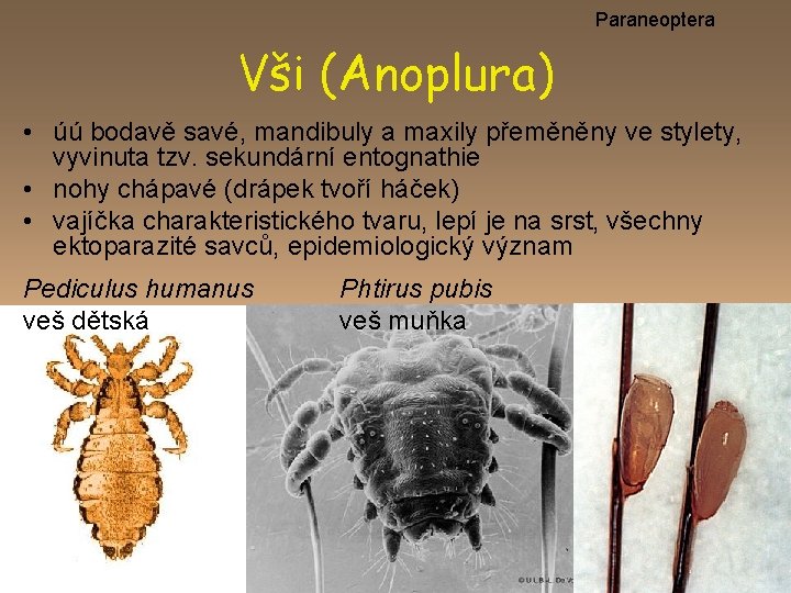 Paraneoptera Vši (Anoplura) • úú bodavě savé, mandibuly a maxily přeměněny ve stylety, vyvinuta