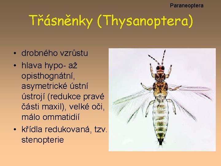 Paraneoptera Třásněnky (Thysanoptera) • drobného vzrůstu • hlava hypo- až opisthognátní, asymetrické ústní ústrojí