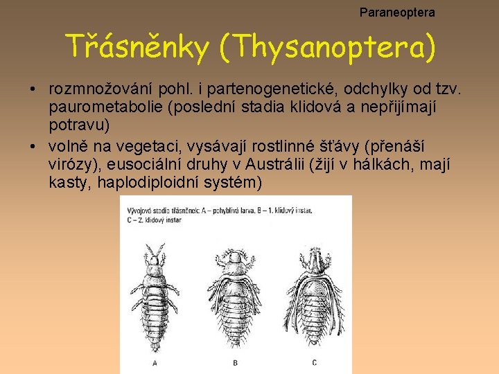 Paraneoptera Třásněnky (Thysanoptera) • rozmnožování pohl. i partenogenetické, odchylky od tzv. paurometabolie (poslední stadia