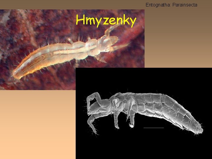 Entognatha: Parainsecta Hmyzenky 