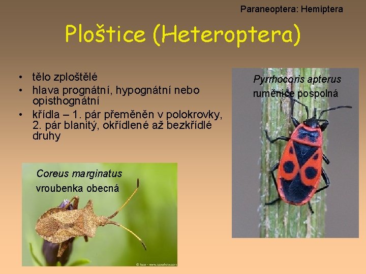 Paraneoptera: Hemiptera Ploštice (Heteroptera) • tělo zploštělé • hlava prognátní, hypognátní nebo opisthognátní •