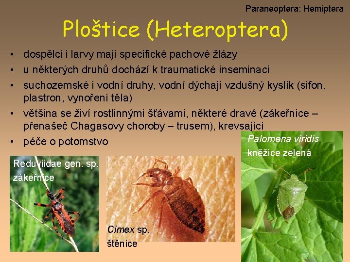 Paraneoptera: Hemiptera Ploštice (Heteroptera) • dospělci i larvy mají specifické pachové žlázy • u