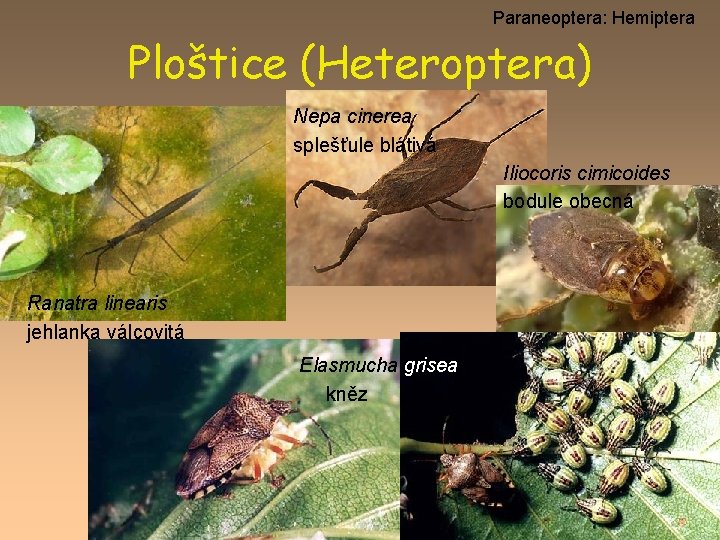 Paraneoptera: Hemiptera Ploštice (Heteroptera) Nepa cinerea splešťule blátivá Iliocoris cimicoides bodule obecná Ranatra linearis
