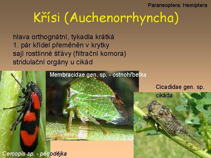 Paraneoptera: Hemiptera Křísi (Auchenorrhyncha) hlava orthognátní, tykadla krátká 1. pár křídel přeměněn v krytky