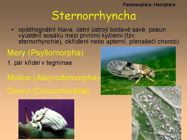Paraneoptera: Hemiptera Sternorrhyncha • opisthognátní hlava, ústní ústrojí bodavě savé, posun vyústění sosáku mezi