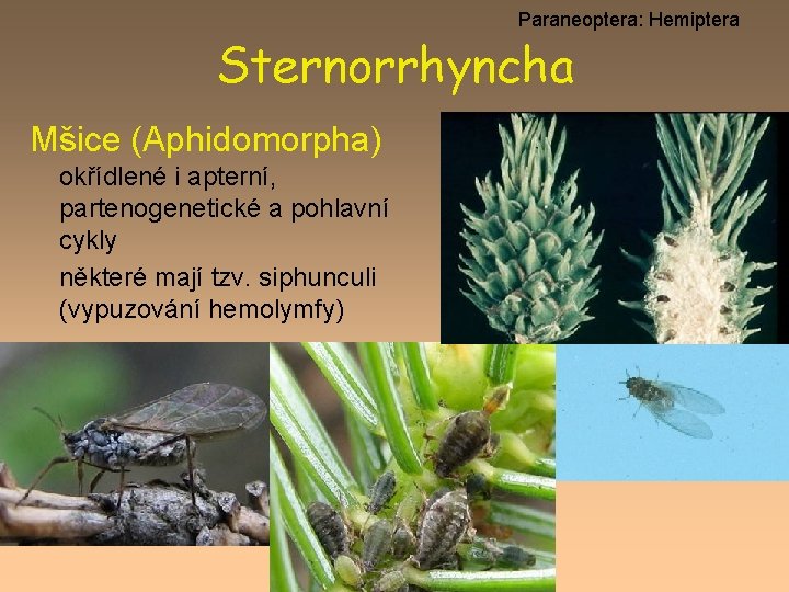 Paraneoptera: Hemiptera Sternorrhyncha Mšice (Aphidomorpha) okřídlené i apterní, partenogenetické a pohlavní cykly některé mají