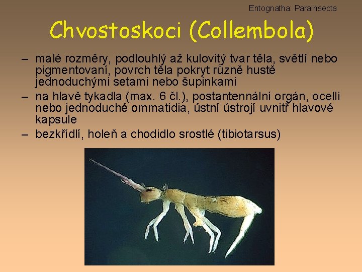 Entognatha: Parainsecta Chvostoskoci (Collembola) – malé rozměry, podlouhlý až kulovitý tvar těla, světlí nebo