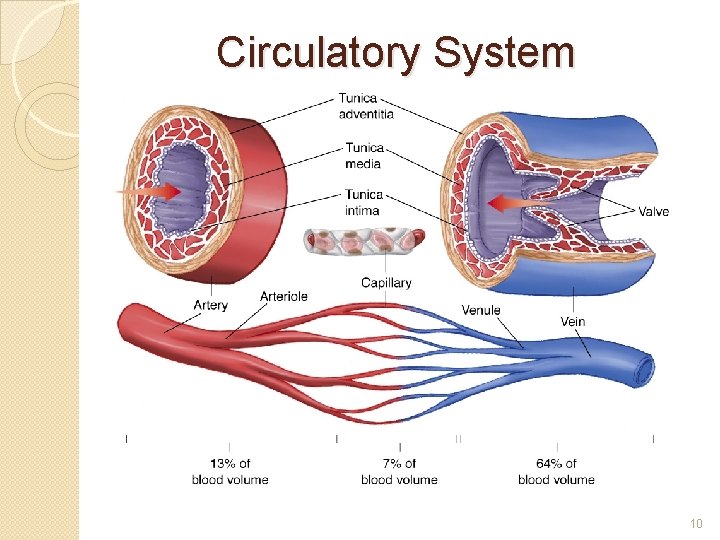 Circulatory System 10 