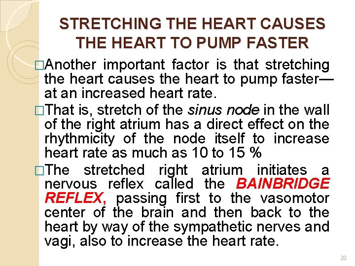 STRETCHING THE HEART CAUSES THE HEART TO PUMP FASTER �Another important factor is that