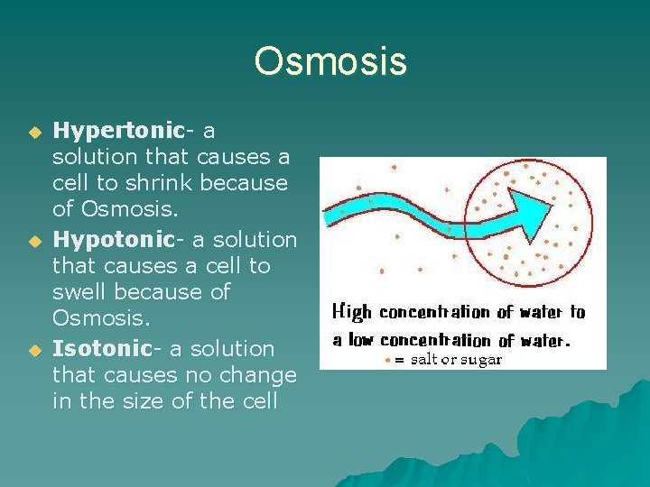 Osmosis u u u Hypertonic- a solution that causes a cell to shrink because