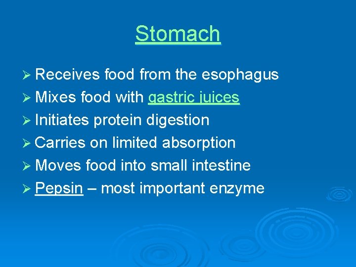 Stomach Ø Receives food from the esophagus Ø Mixes food with gastric juices Ø