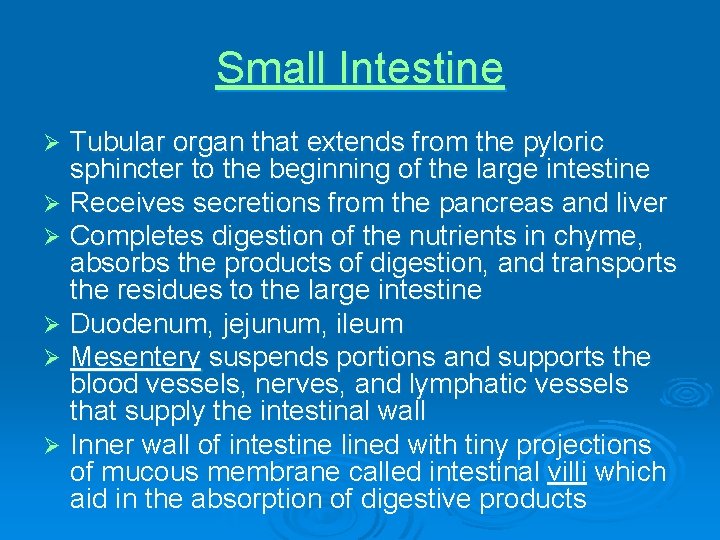 Small Intestine Tubular organ that extends from the pyloric sphincter to the beginning of