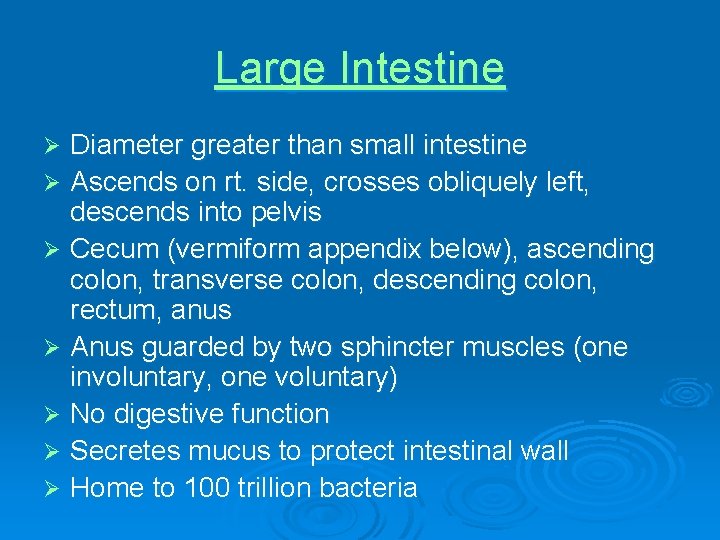 Large Intestine Diameter greater than small intestine Ø Ascends on rt. side, crosses obliquely