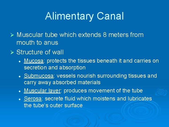 Alimentary Canal Muscular tube which extends 8 meters from mouth to anus Ø Structure