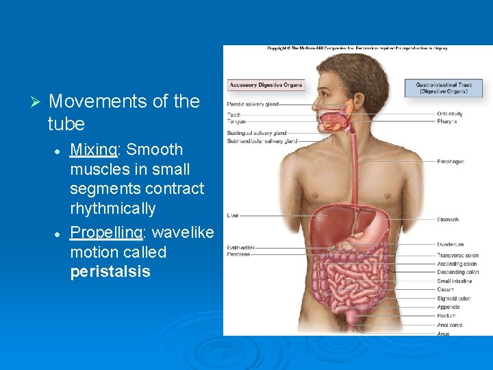 Ø Movements of the tube l l Mixing: Smooth muscles in small segments contract