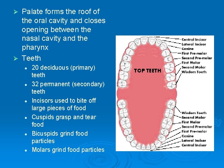 Palate forms the roof of the oral cavity and closes opening between the nasal