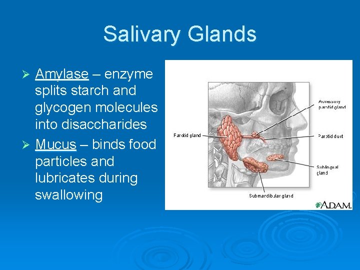 Salivary Glands Amylase – enzyme splits starch and glycogen molecules into disaccharides Ø Mucus