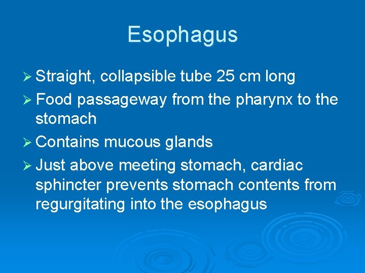 Esophagus Ø Straight, collapsible tube 25 cm long Ø Food passageway from the pharynx