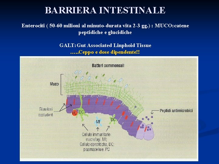BARRIERA INTESTINALE Enterociti ( 50 -60 milioni al minuto-durata vita 2 -3 gg. )