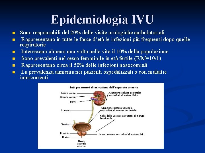 Epidemiologia IVU n n n Sono responsabili del 20% delle visite urologiche ambulatoriali Rappresentano