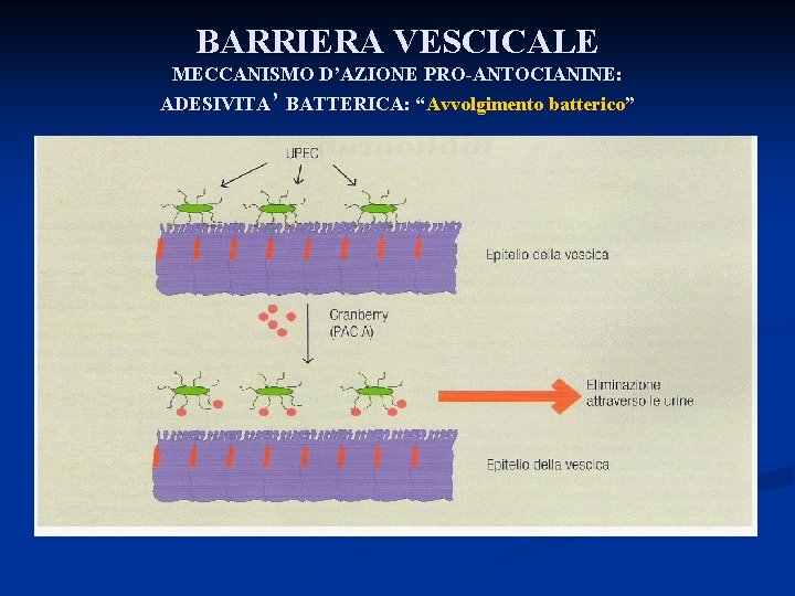 BARRIERA VESCICALE MECCANISMO D’AZIONE PRO-ANTOCIANINE: ADESIVITA’ BATTERICA: “Avvolgimento batterico” 