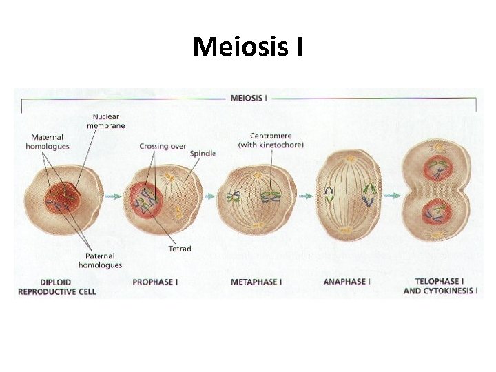Meiosis I 